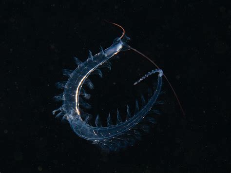 Plankton Worm Tomopteris Johnstonella Helgolandica