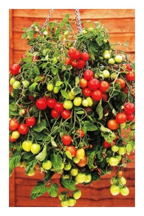 Best Way To Grow Tomatoes In Containers