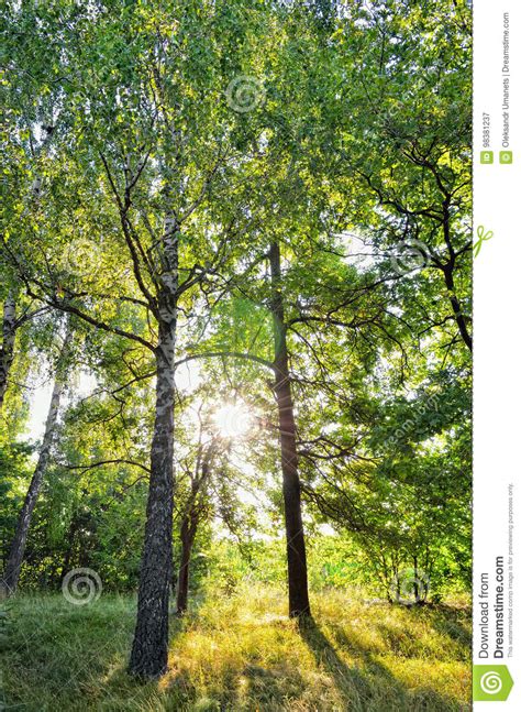 Morning Sun Rays In Summer In The Forest Stock Image Image Of Branch