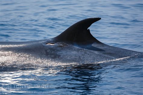 Brydes Whale Balaenoptera Edeni Dorsal Fin Sri Lanka Tony Wu