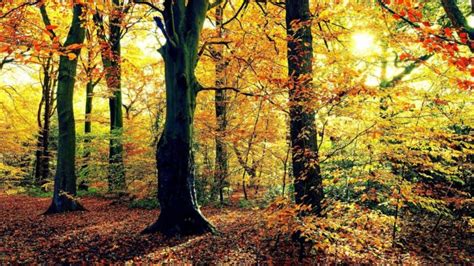 Nature Landscapes Trees Forests Leaves Trunk Bark Autumn Fall