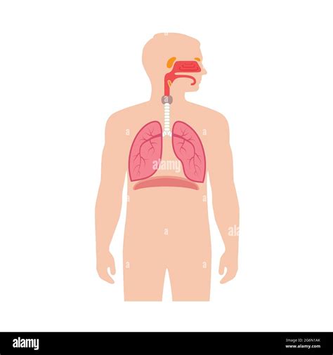Vectorizado Sistema Respiratorio Sistema Respiratorio Vector De Images