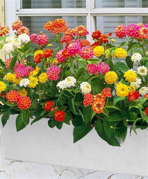 Lanata Mix Window Box Flowers Lantana Plant Container Gardening Flowers