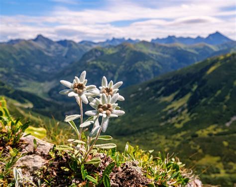 Discover The National Flower Of Switzerland The Edelweiss A Z Animals