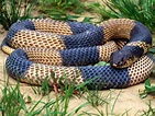 Serpiente king cobra :: Imágenes y fotos