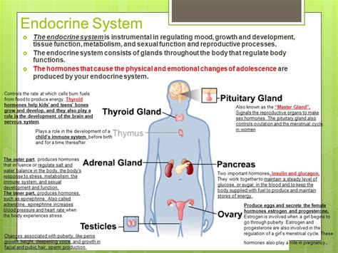 endocrine system and puberty the neural basis of puberty and adolescence nature neuroscience