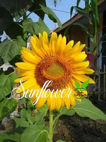 Berbagai info mengenai harga tanaman bunga matahari dan tanaman hias lain nya juga dapat. Isi 200 Biji Benih Bunga Matahari Sunflower Mudah Tumbuh ...
