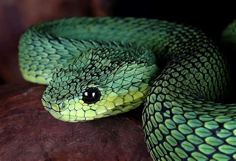 Atheris Chloechis West Afican Bush Viper African Bush Viper Snake