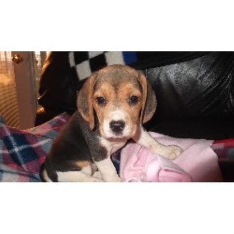 Localwizer.com has been visited by 10k+ users in the past month Pilcher's Pups , Beagle Breeder in Fresno, California