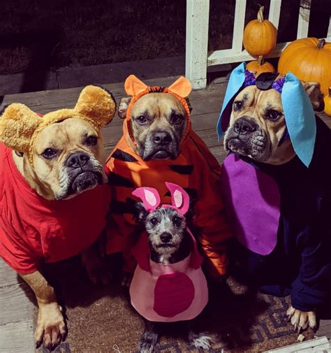 Video Chiens Halloween Qui Sonne A La Porte - Drôles de chiens en déguisements Halloween | Monde Des Toutous