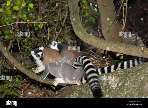 Ring Tailed Lemurs Mating Hi Res Stock Photography And Images Alamy