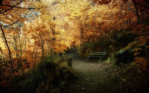 Fantasy Autumn Forest Wallpapers Wallpaper Cave