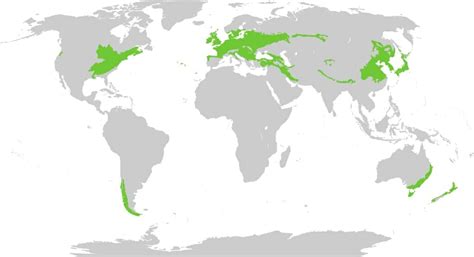 Temperate Deciduous Forest Map Time Zones Map World