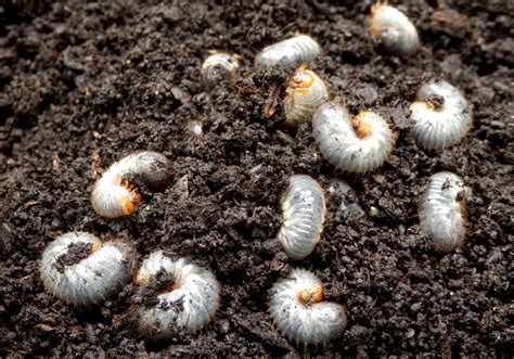 Eavesdropping On Soil Insects Could Aid Pest Management The Scientist