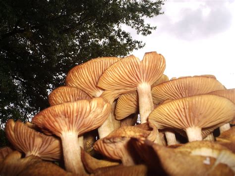 Super Cluster October Mushrooms Mushroom Hunting And Identification