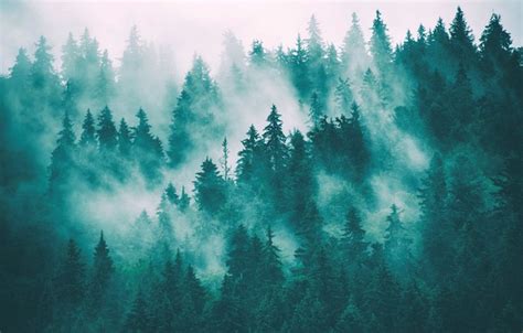 wallpaper fog forest spruce forest images  desktop section priroda