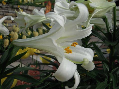 Easter Alert Lilies Are Poisonous To Your Cat Cattipper