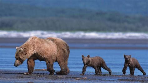 Bären Töten Minenarbeiter In Alaska