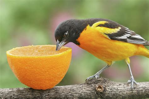 Male Baltimore Oriole Tasting An Orange Photograph By Jim Hughes Pixels