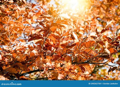 Autumn Leaves On A Tree In Sunny Day Beautiful Nature In Autumn Stock