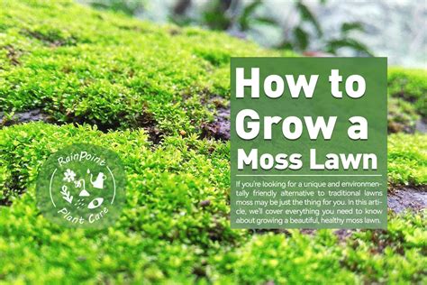 How To Grow A Moss Lawn Rainpoint Irrigation