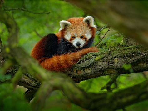 How Many Red Pandas Are Left In The Wild Readers Digest Canada