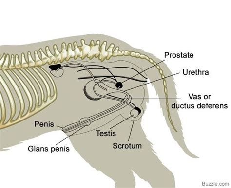 A Visual Guide To Understanding Dog Anatomy With Labeled Diagrams Dog