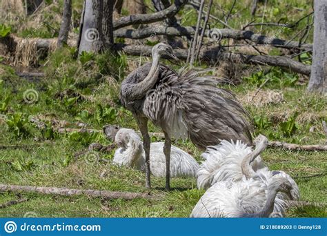 The Greater Or American Rhea Rhea Americana Natural And Leucistic