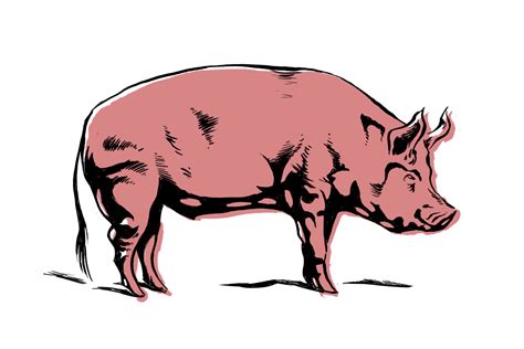Free Pics Of Cartoon Pigs Download Free Pics Of Cartoon Pigs Png
