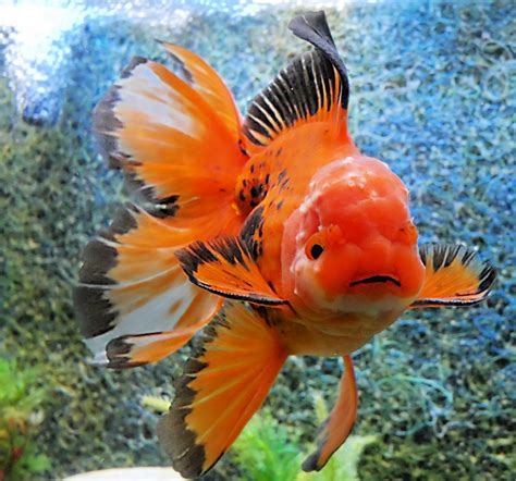Whats The Most Popular Goldfish We Sell Windsor Fish Hatchery Online