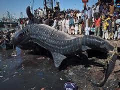 Mereka pun meneliti ikan hiu yang ada di laut dalam. Ikan Hiu Raksasa, Terbesar Di Dunia - Alam Mentari