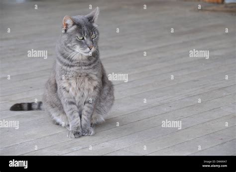 Barn Farm Cat Stock Photo Alamy