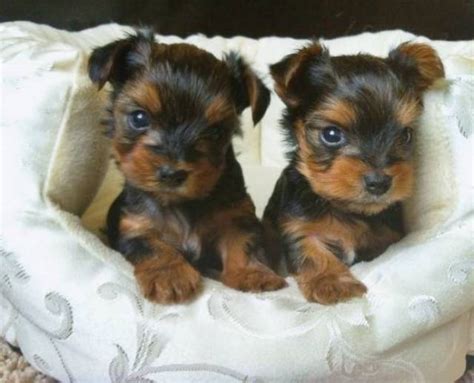 Two Gorgeous Teacup Yorkie Puppies 715 248 2965 Indianapolis