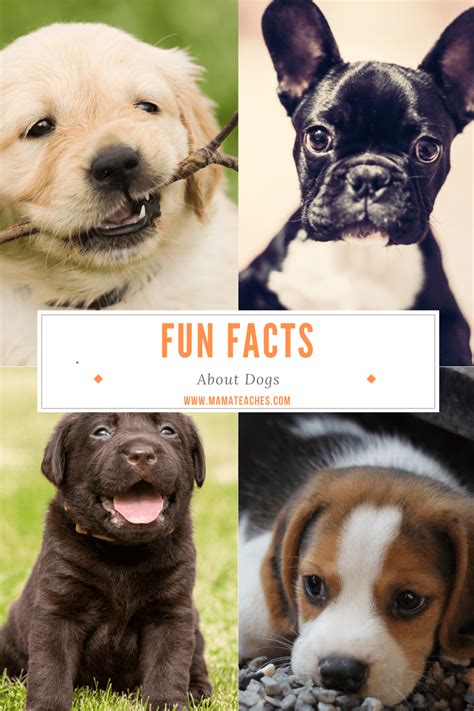 Fun And Unusual Facts About Dogs For Kids Mama Teaches