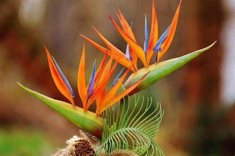 Are Birds Of Paradise Poisonous To Cats What Do I Do If They Eat One