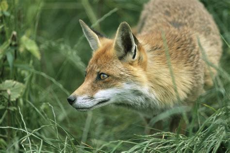 Red Fox Hunting Photograph By Duncan Shaw Fine Art America