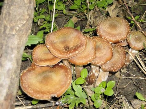 Edible Mushroom Identification Mushroom Id In Edibleuseful
