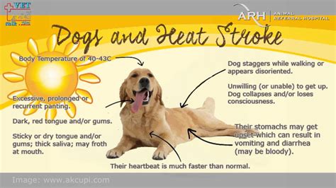 Heatstroke In Dogs Dr Karyn Wesselingh Arh Emergency Centre Youtube