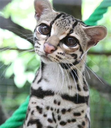 The Margay Is Cutest Rainforest Cat