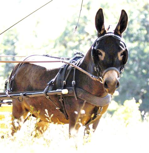 Why A Donkey Harness Chimacum Tack