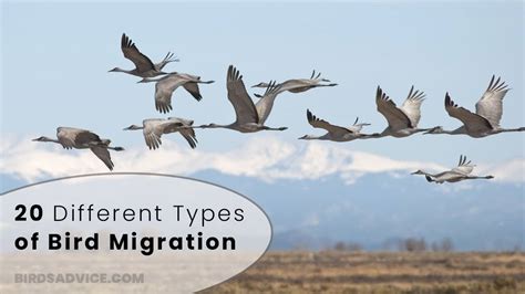 20 Different Types Of Bird Migration Birds Advice