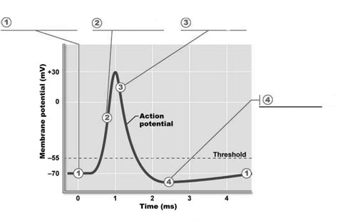 Action Potential Curve Diagram Quizlet