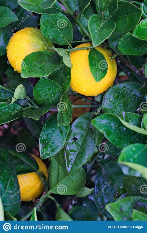 Ripening Oranges On A Leafy Tree Branch Covered In Raindrops Stock