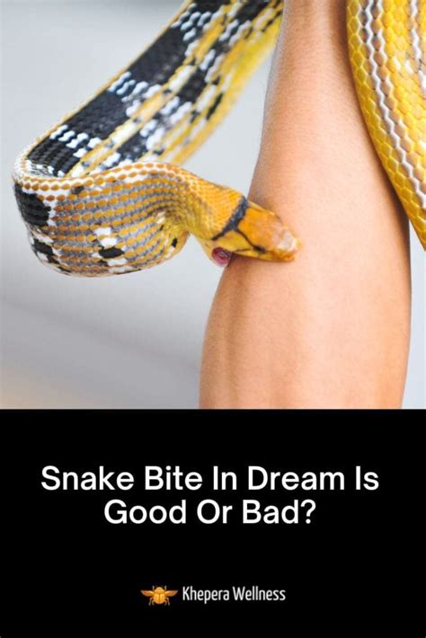 Snake Bite In Dream Is Good Or Bad — Khepera Wellness