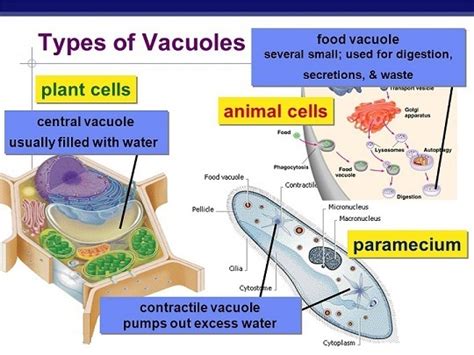 Vacuoles Structure Types And Functions Online Science Notes