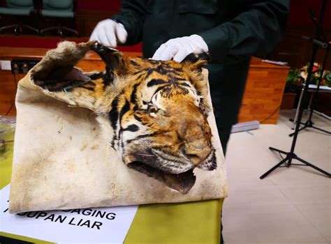 At Least Two Dead Tigers Seized Each Week From Smugglers Threatening