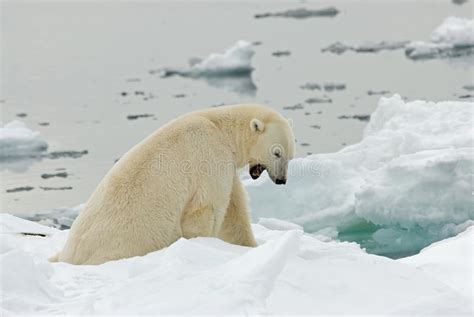 Polar Bear Ijsbeer Ursus Maritimus Stock Photo Image Of Northpole
