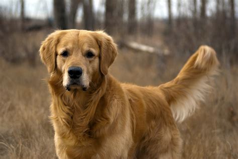 Fotografías De Golden Retrievers Web Del Golden Retriever