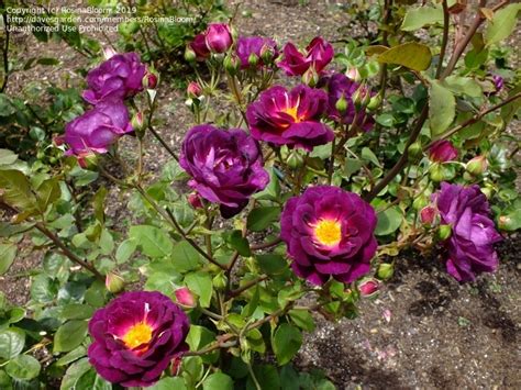 Plantfiles Pictures Floribunda Rose Ebb Tide Rosa By Palmbob