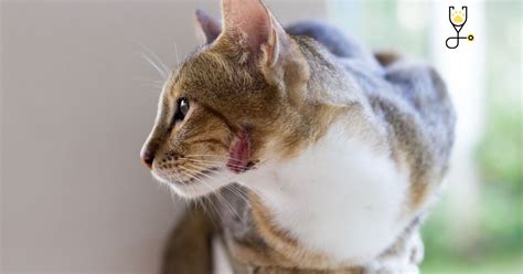 Rodent Ulcers In Kittens Causes Treatment And Preventions Go Kitties